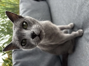 Katze  Russisch Blau