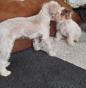 zu Hause gesucht für Yorki Rüde Bild 6
