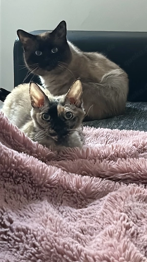 Devon Rex Sphynx Mix tragend!