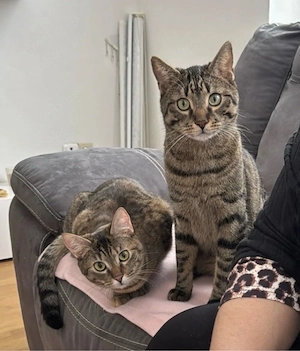 1 katze 1 Kater  zusammen abzugeben