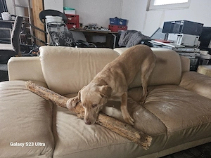 labrador Hündin 