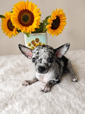 Exklusive Kurzhaar Chihuahua Welpen aus liebevoller Familie