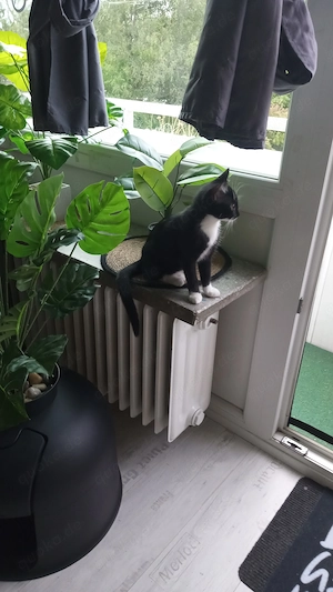 Katzenkind Mädchen in liebevolle Hände abzugeben 