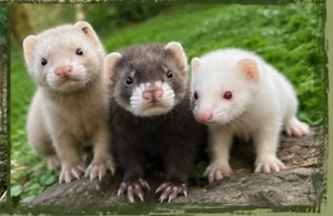 Frettchen Welpen (Rüden) in Zimt - Iltis - Albino   Standort 53359