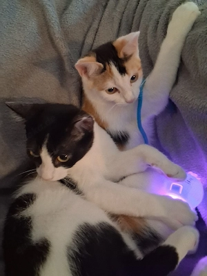 Kleine Katzen Katzenbabys 