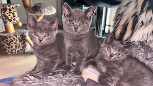 4 süße BKH-Siam-Mix Kitten suchen liebevolles Zuhause