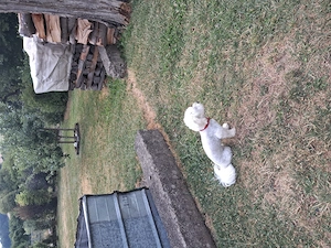 Hund sucht ein neues Zuhause. 