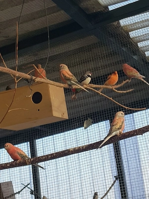 Bourkesittiche 