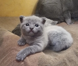 Russisch blau x BKH Blue Point Kitten aus Hobbyzucht ende Oktober abzugeben
