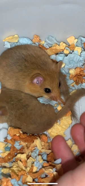 Haselmaus Muscardinus avellanarius 1.1