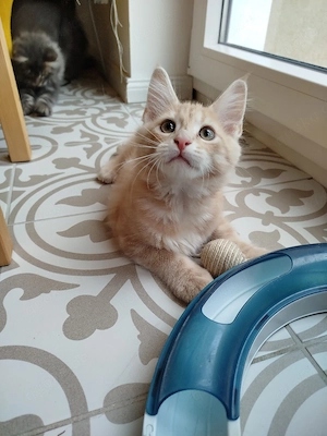 Super flauschige Maine Coon Mischlinge