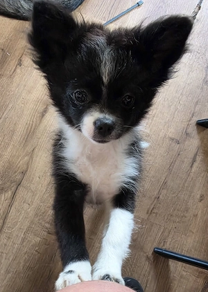 Chihuahua pomerian mix mädchen 