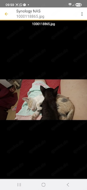 Ghost sucht sein liebevolles Für-immer-Zuhause! 