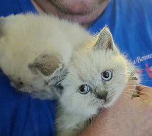 BKH Seal Piont Kitten 