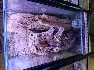 Vogelspinne, Caribena versicolor