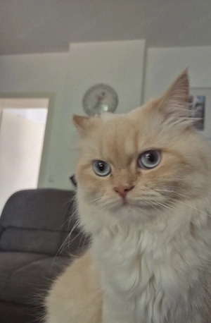 perser katze