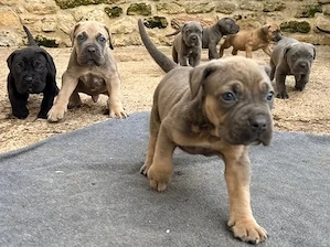 *Cane Corso Italiano Welpen suchen ein liebevolles Zuhause **WhatsApp: 01590 5469312**