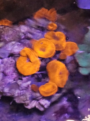 Discosoma  Ultra Red    Scheibenanemone