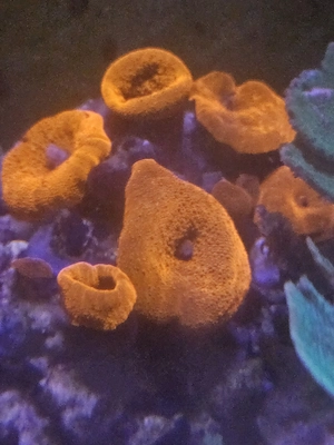 Discosoma  Ultra Red    Scheibenanemone Bild 2