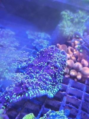 Montipora capricornis   Green Polyps