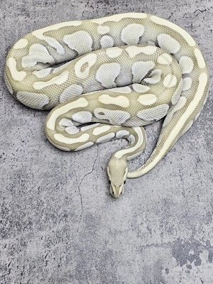 0.1 Butter Desert Ghost Königspython, Python Regius 