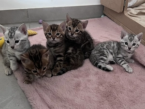 Wunderschöne reinrassige Bengal Kitten suchen ab 25.09.26 liebevolles Zuhause 