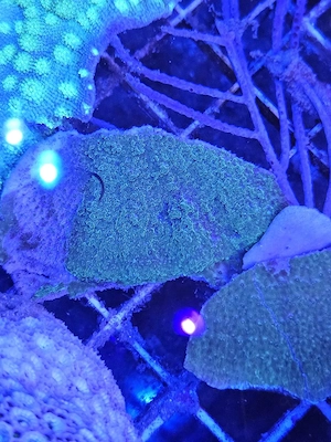  Grüne Platten-Montipora   Montipora sp Bild 2