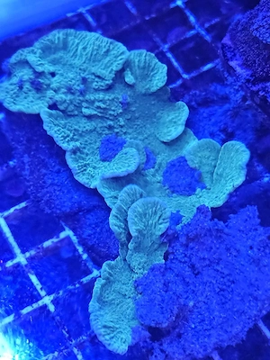  Grüne Platten-Montipora   Montipora sp