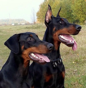 SUCHE Dobermann 