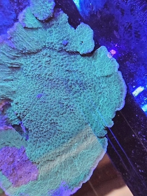  Grüne Platten-Montipora   Montipora sp Bild 5