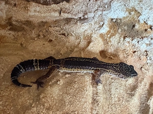 Leopardengecko black night weibchen 
