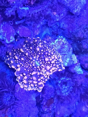  Rhodactis  Neon Orange    Scheibenanemone