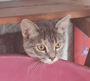 Zuhause gesucht für immer !!
