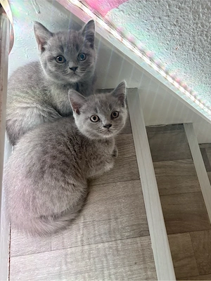 Britisch Kurzhaar Kitten