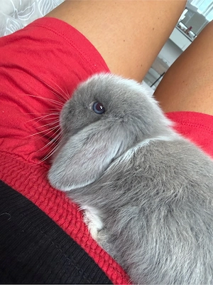 kaninchen minilop