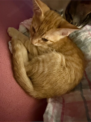 Noch 2 baby kater zu verkaufen 