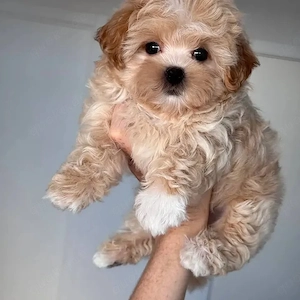 Maltipoo Welpen 