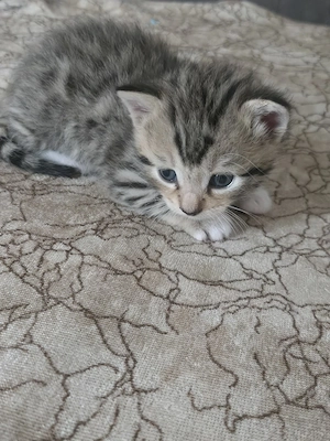 Süßes Katzenbaby sucht ein liebevolles Zuhause     