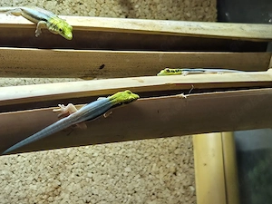 Phelsuma Klemmeri 0.0.4