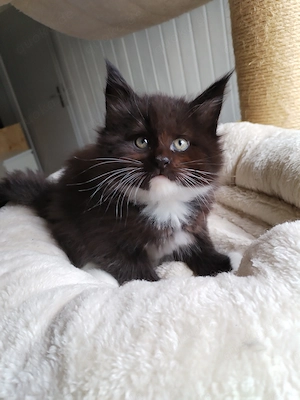 Maine Coon Kitten m. PAP.    