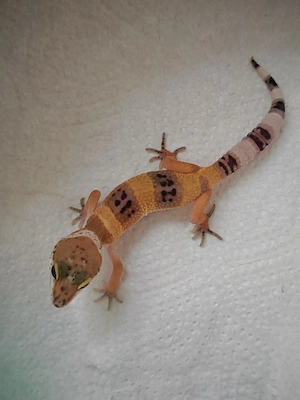 Leopardgecko , Leopardgeckos , Geckos 