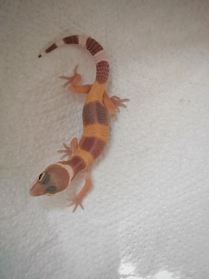 Leopardgecko , Leopardgeckos , Geckos 