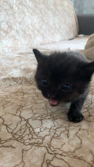 Süßes schwarzes Katzenbaby sucht ein liebevolles Zuhause     