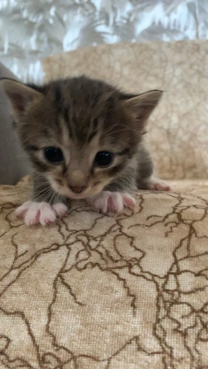 Süßes Katzenbaby sucht ein liebevolles Zuhause 