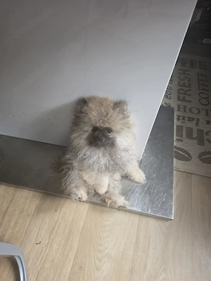 Hallo werkaufen pomeranien Boo mini