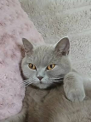 BKH Kater kastriert 3Jahre alt