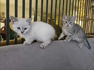 Wunderschönen BKH Kitten