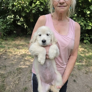 Golden Retriever Welpen 