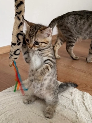 EKH BKH mix Kitten