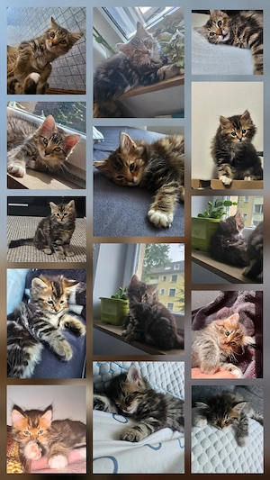 kitten, Kätzchen 